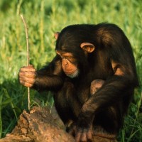 Chimpanzee Using Twig to Capture Termites